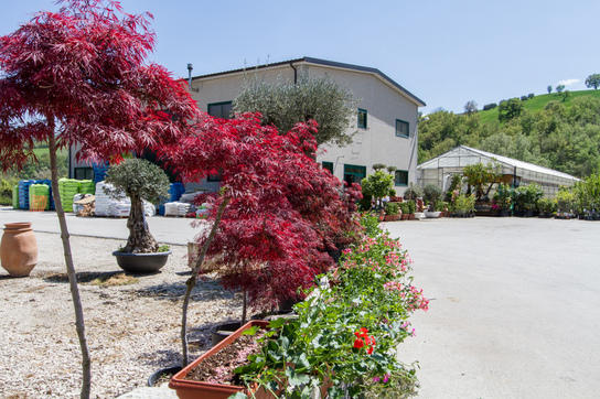 Images Vivaio Mignogna