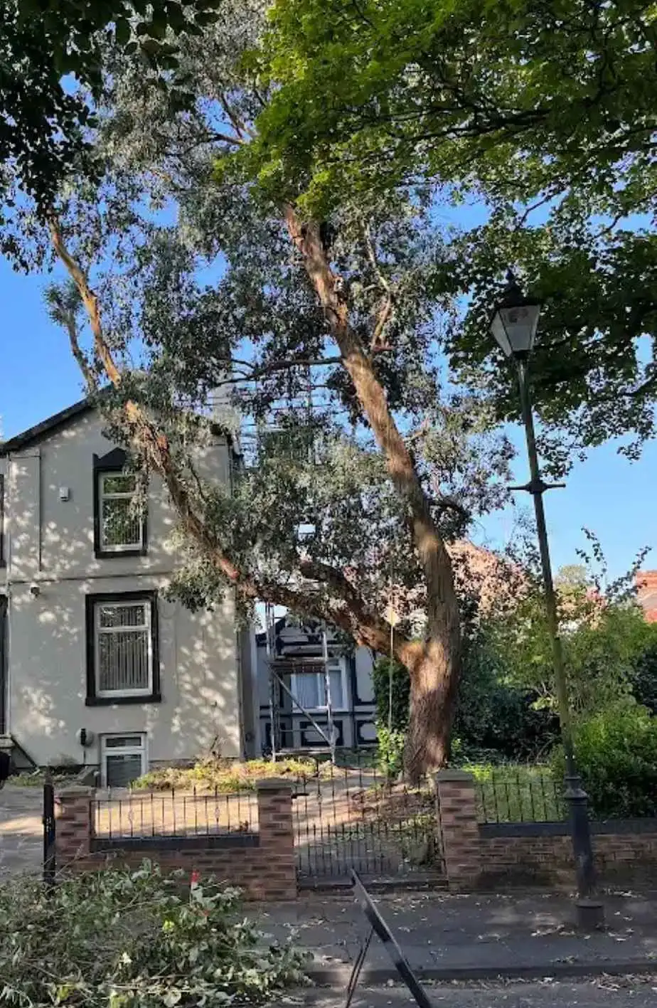 Images Tree Doctors & Landscaping