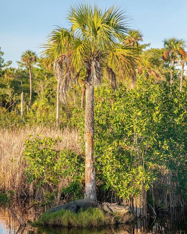 Images Everglades Excursions