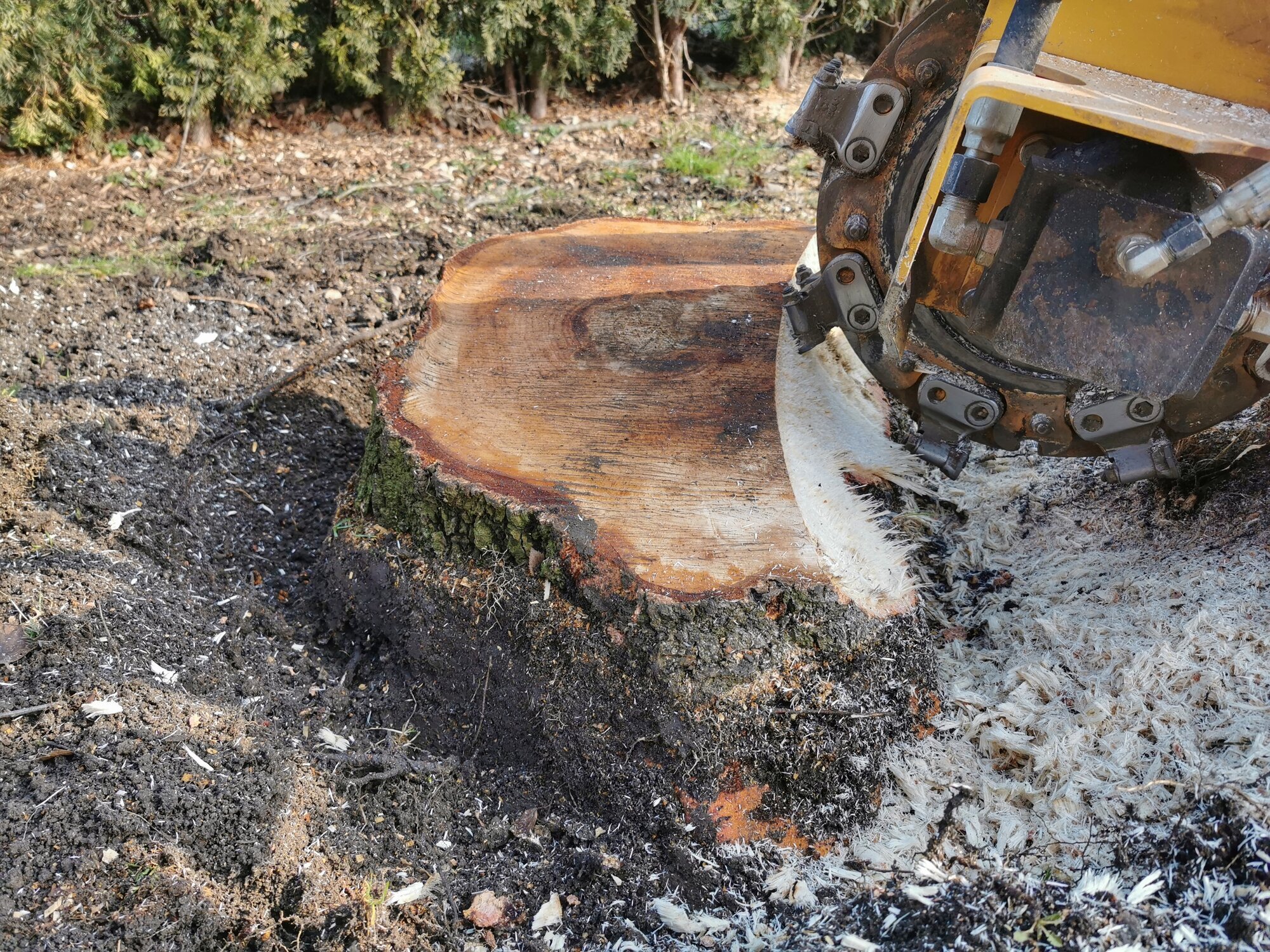 Baumstumpffräsen Tobias Baier, Mangfallstraße 16B in Bad Aibling