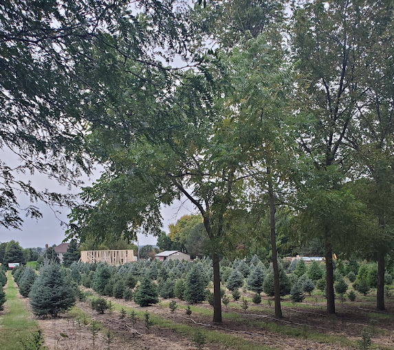 Aldag Acres Christmas Tree Farm