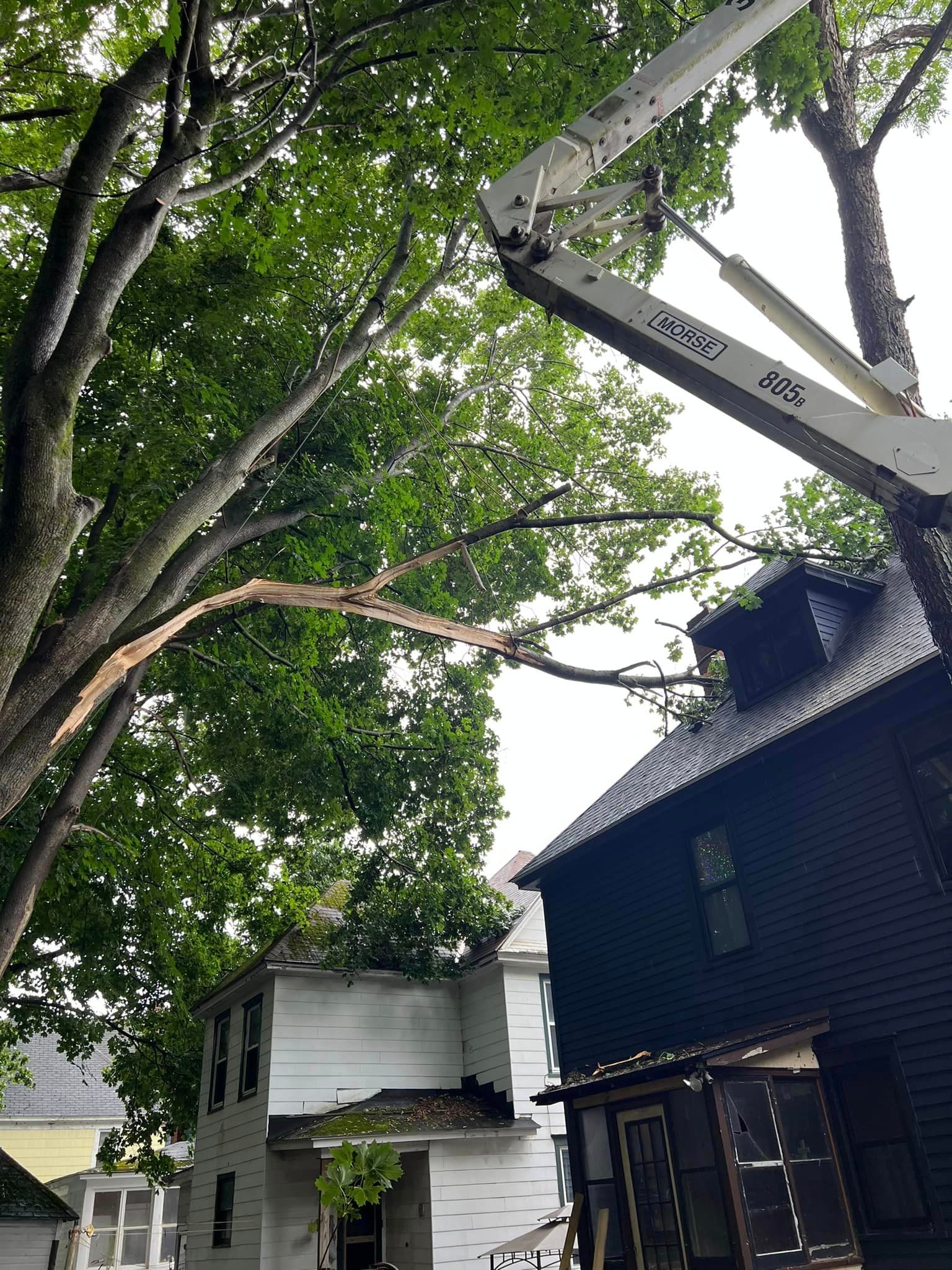 J & J Tree Services Image