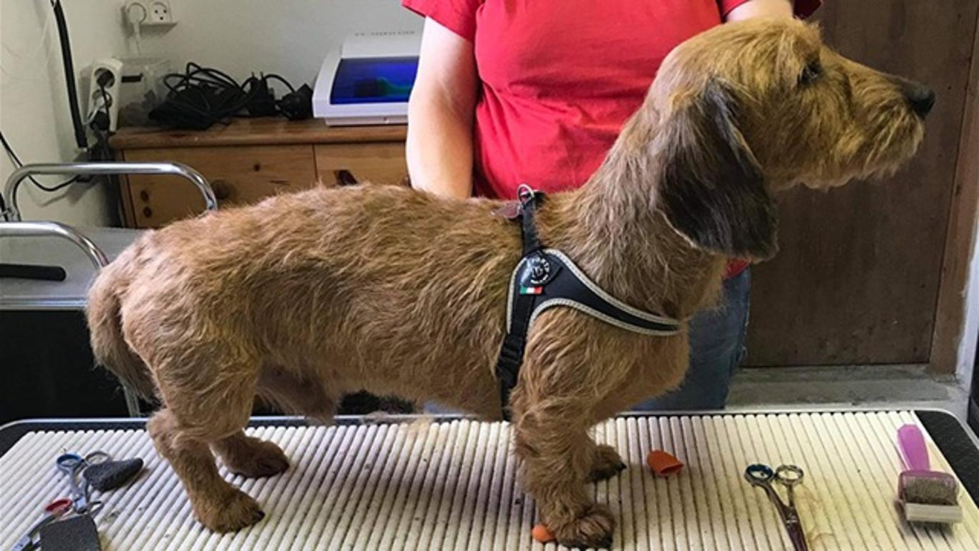 Images Hjallese hundesalon