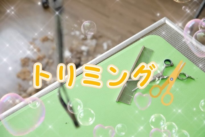 Images たまとポチ 宇津木店