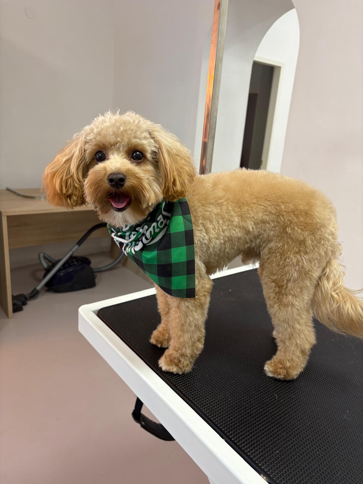 Bild 3 von Beauty-Dogs