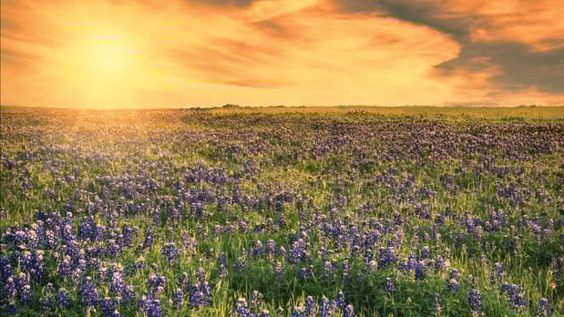 Images Wildflower Ranch - Select Collection