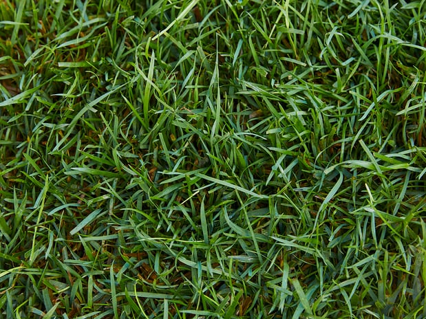 Images TruGreen Lawn Care