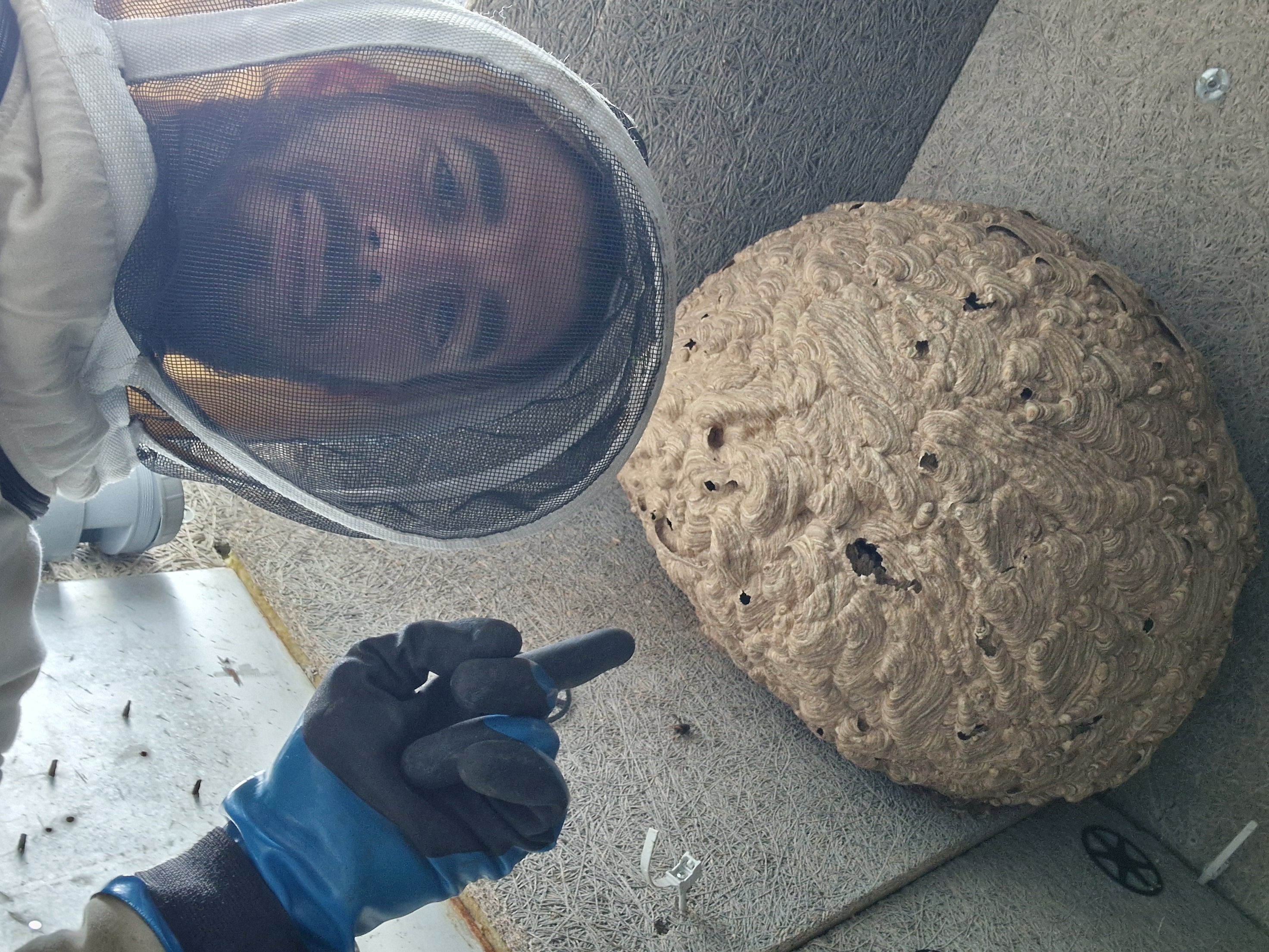 Enorme nid de Frelons asiatiques à Sainte Enorme nid de Frelons asiatiques à Sainte