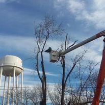 Images All Seasons Tree Service