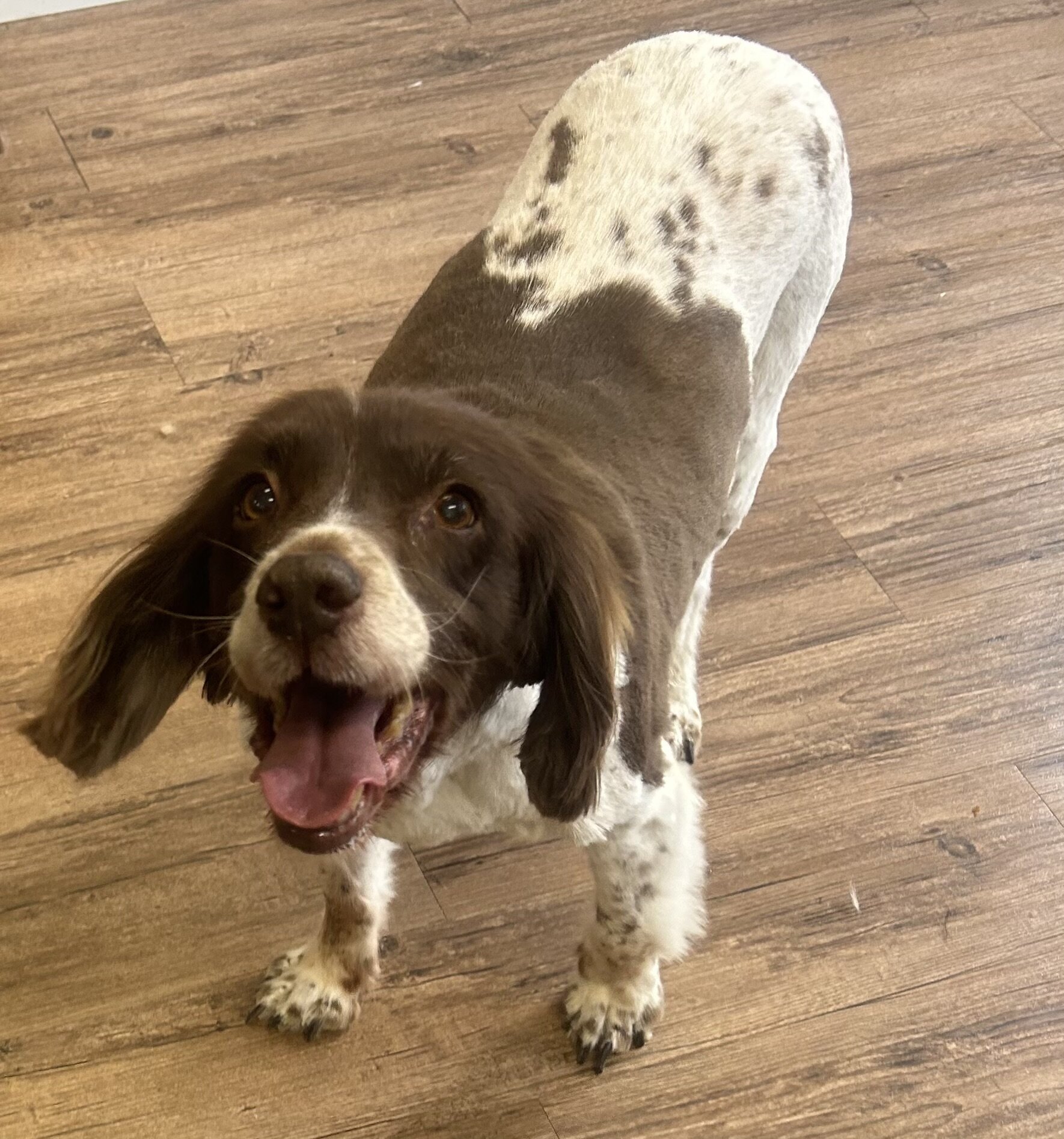 Images Me and My Dog