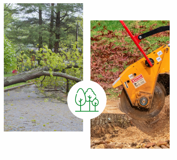 Images 5 Star Tree Service Inc.