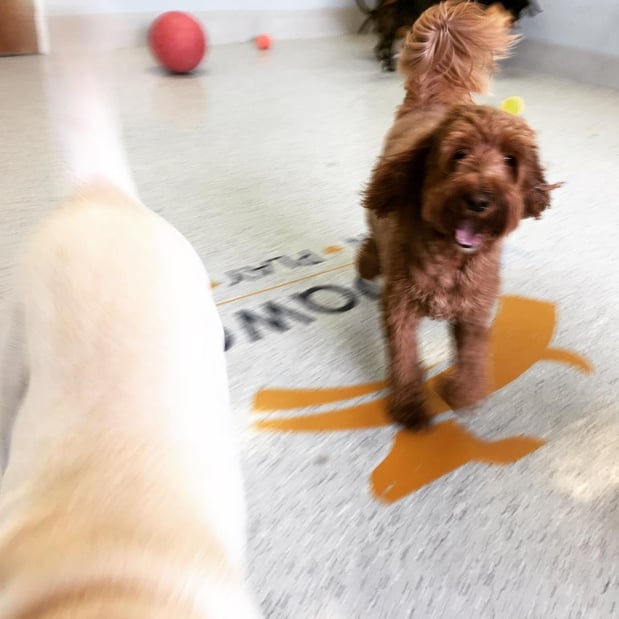 Images KC Dawgz Dog Training Academy