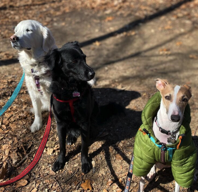 Tails N' Trails Pets, Newport County Dog walkerâ¨â¨ in Newport, RI.