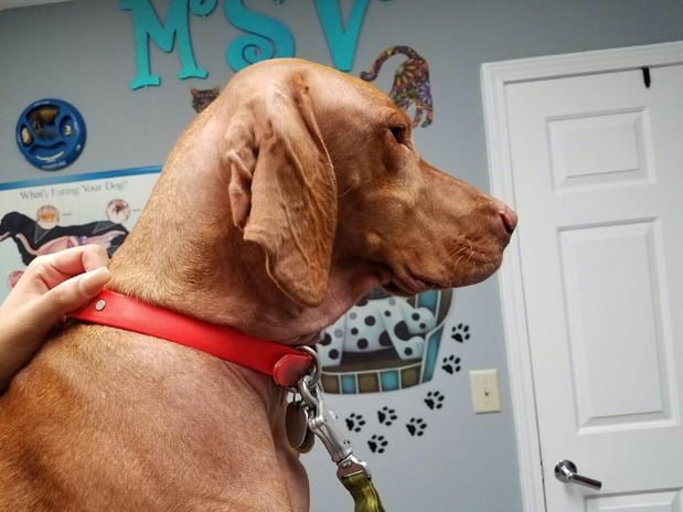 Images Mainstreet Veterinarians of Stone Mountain