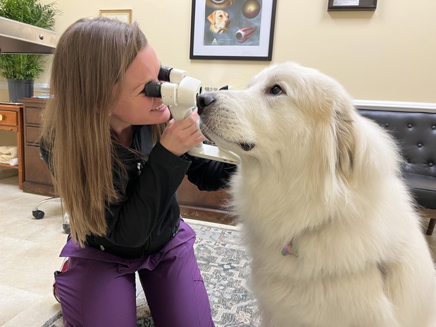 Images VCA SouthPaws Veterinary Specialists & Emergency Center