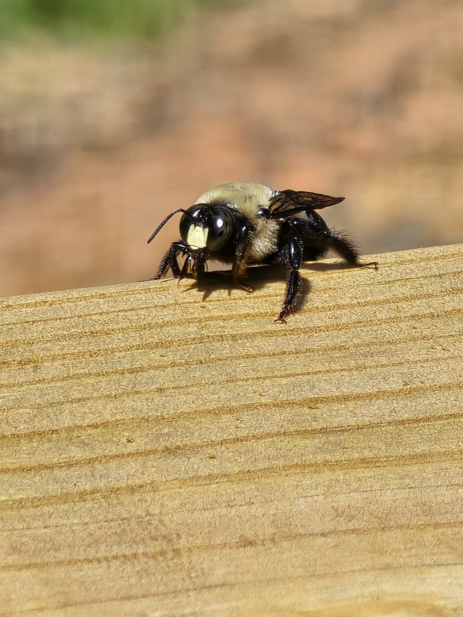 Carpenter Bee