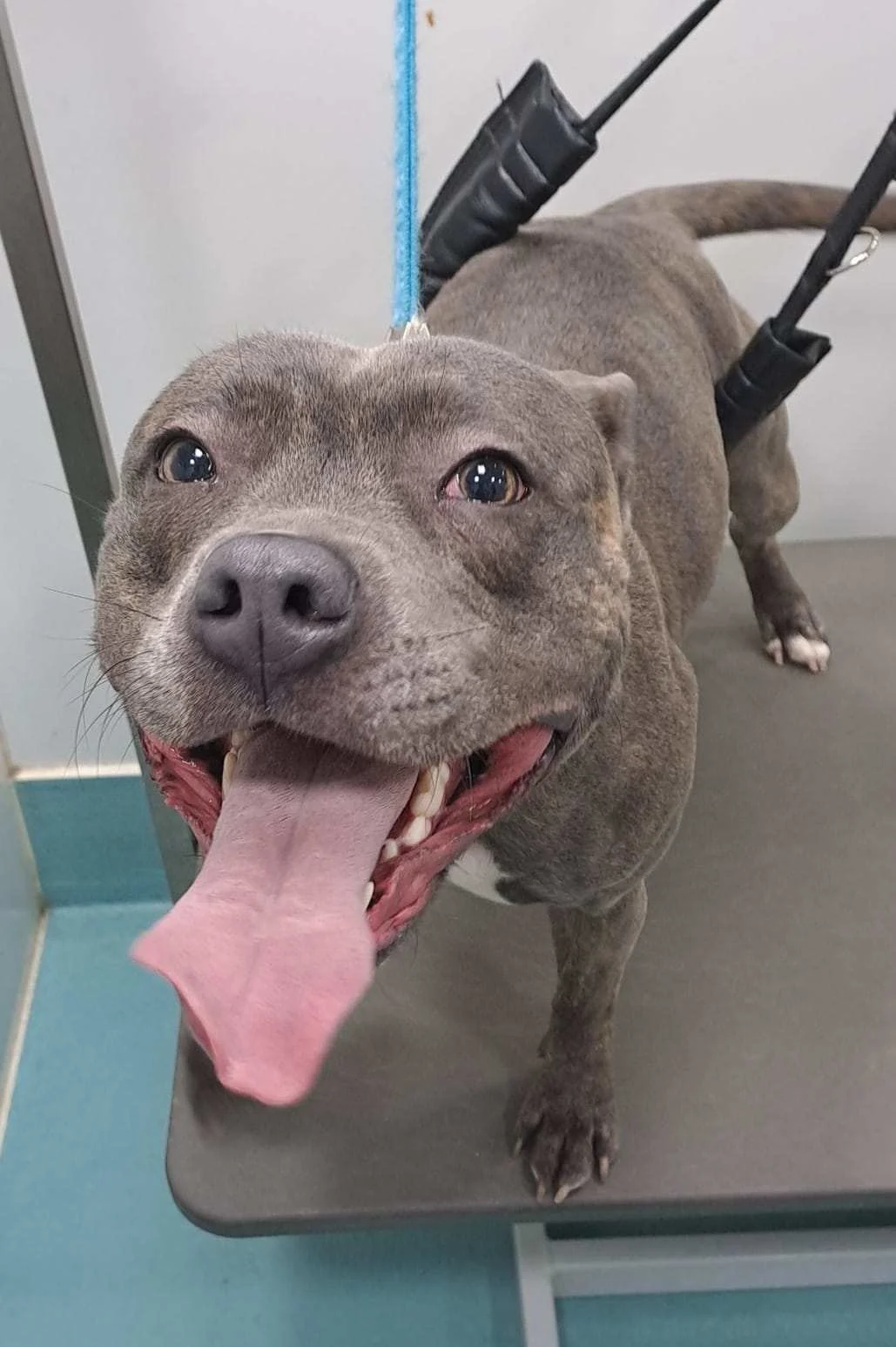 Images The Pawfectionist