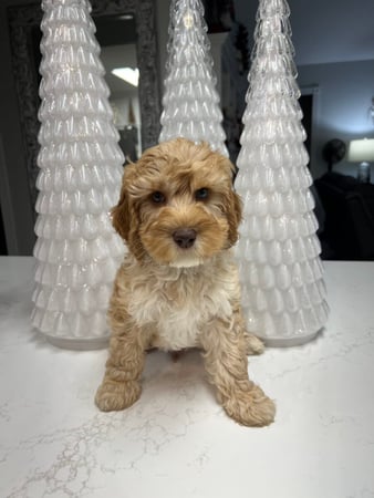 Images Country Club Labradoodles