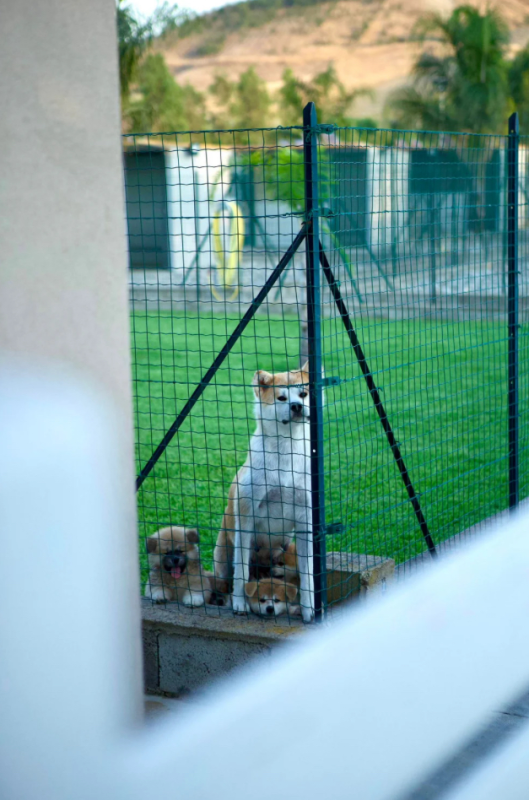 Images Your Dog Resort