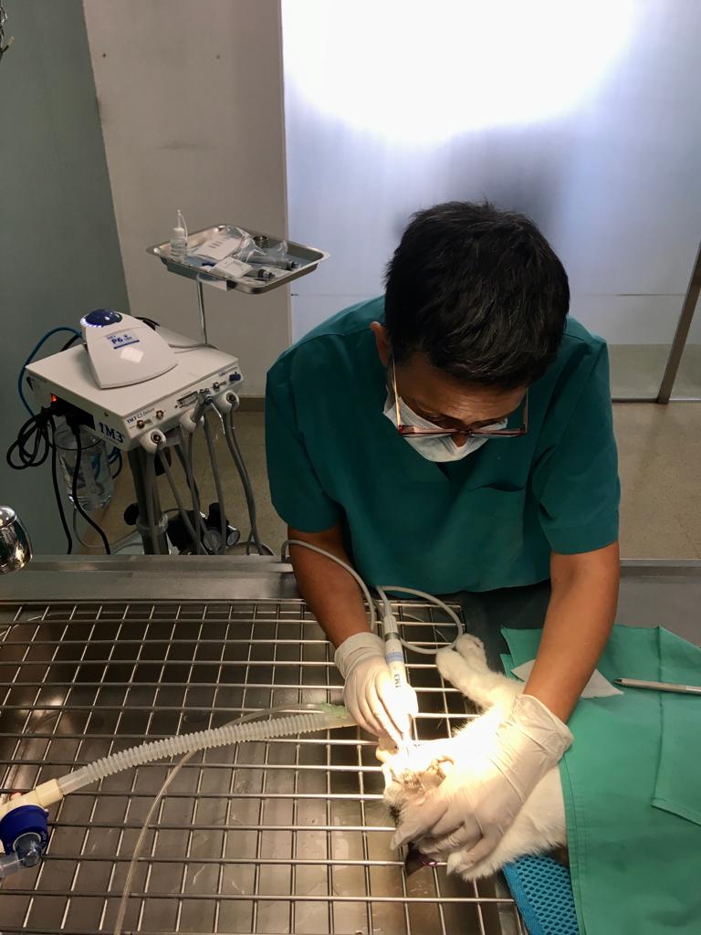 Images Vets Clinica Veterinaria