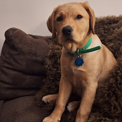 Images Molasses Creek Dog Training, LLC