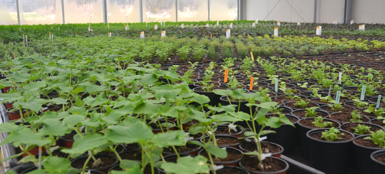 Bild 3 Gärtnerei Pichler GbR in Ainring