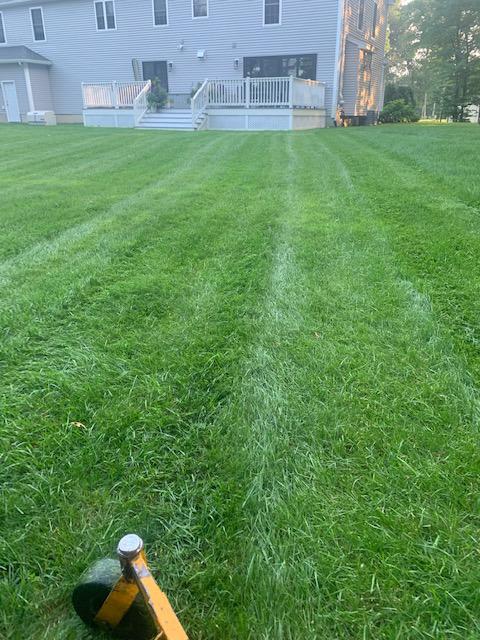 This lawn is a good example of the typical result of a weekly mow clients results - no chemical fertilizers were used, this was purely the result of hard work by Alvarez Landscaping LLC coming by to cut weekly!