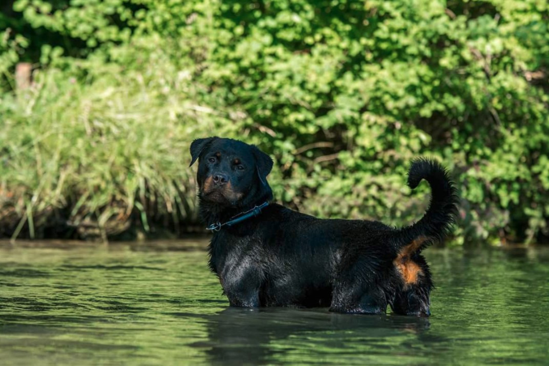 Bilder Hundeschule Zürioberland