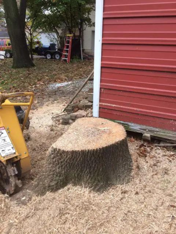 Images STL Stump Removal