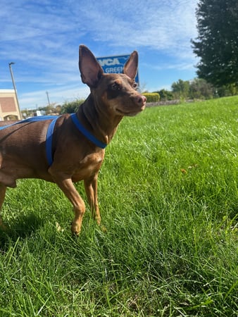 Images VCA Green Animal Hospital