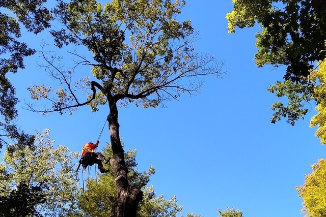 Images J. Daniels' Trees
