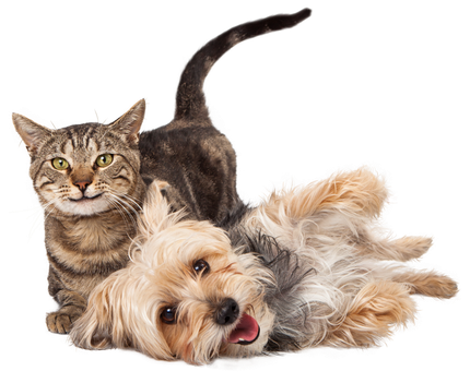Bilder Franco  Monti PetFood Import