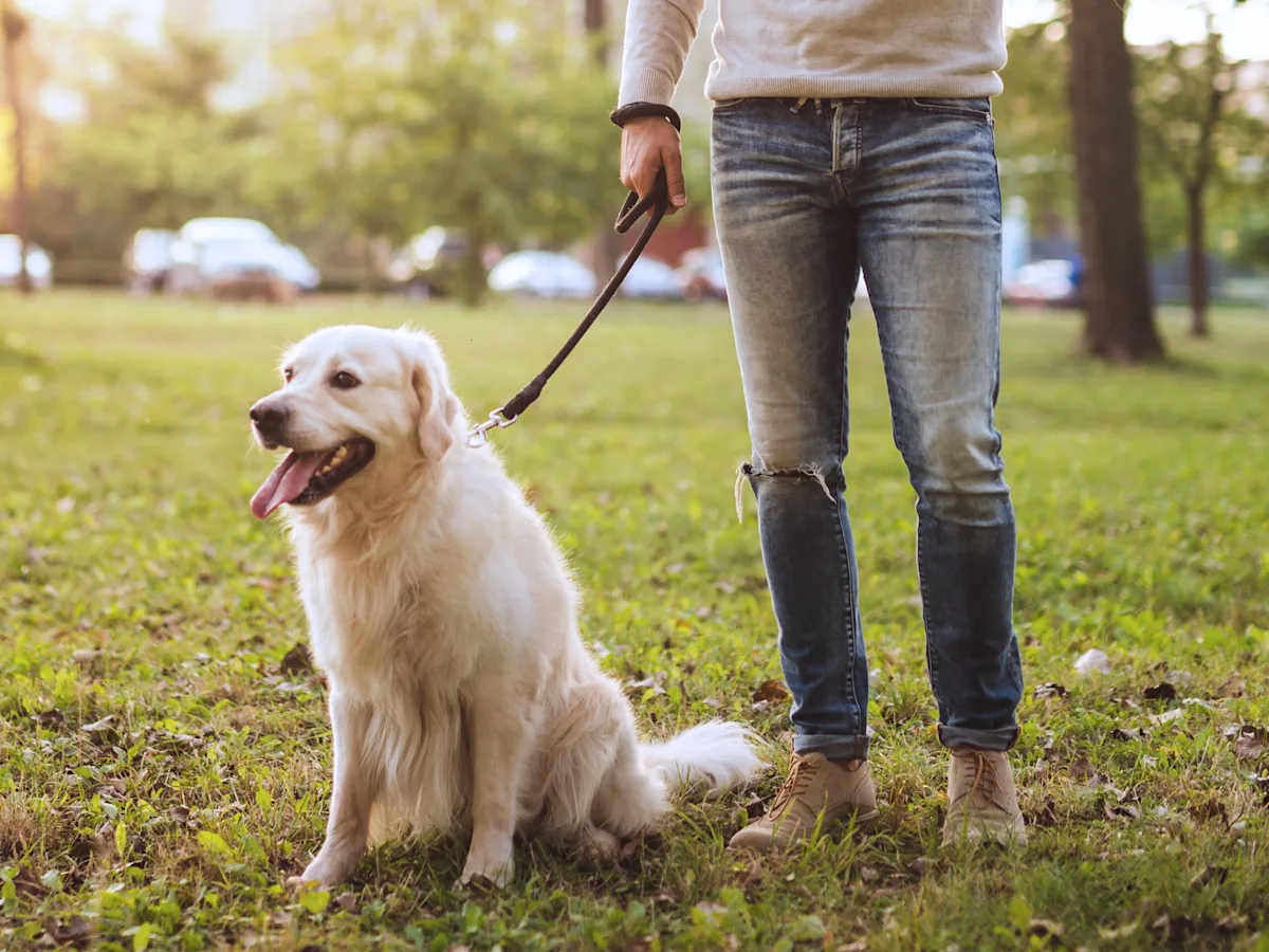 Dog park