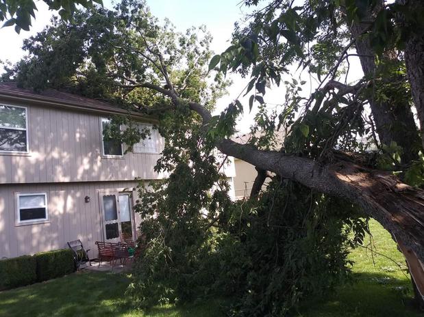 Images Ramirez's Tree Service