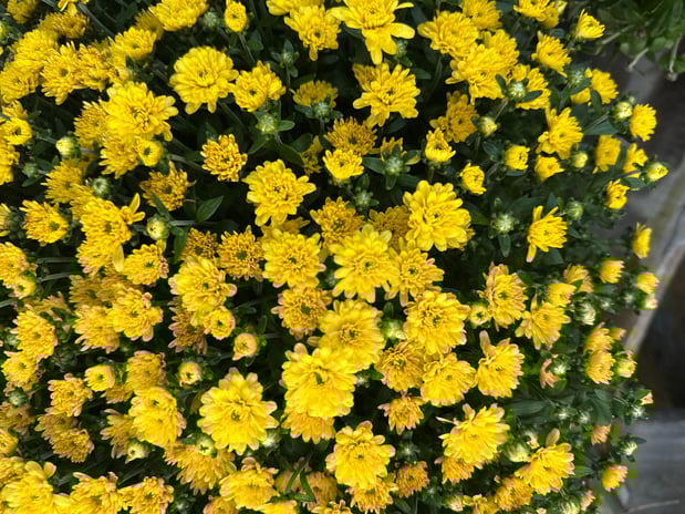 Images Froggy Bottom Materials