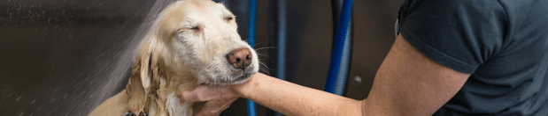 Images Paw Envy