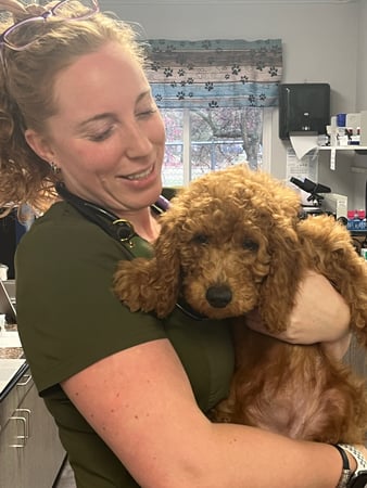 Images VCA Peone Pines Animal Hospital