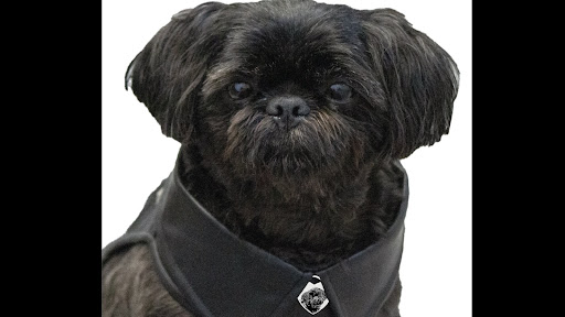 Images Axel Roze Pets