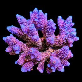 Seahorse Aquariums 3