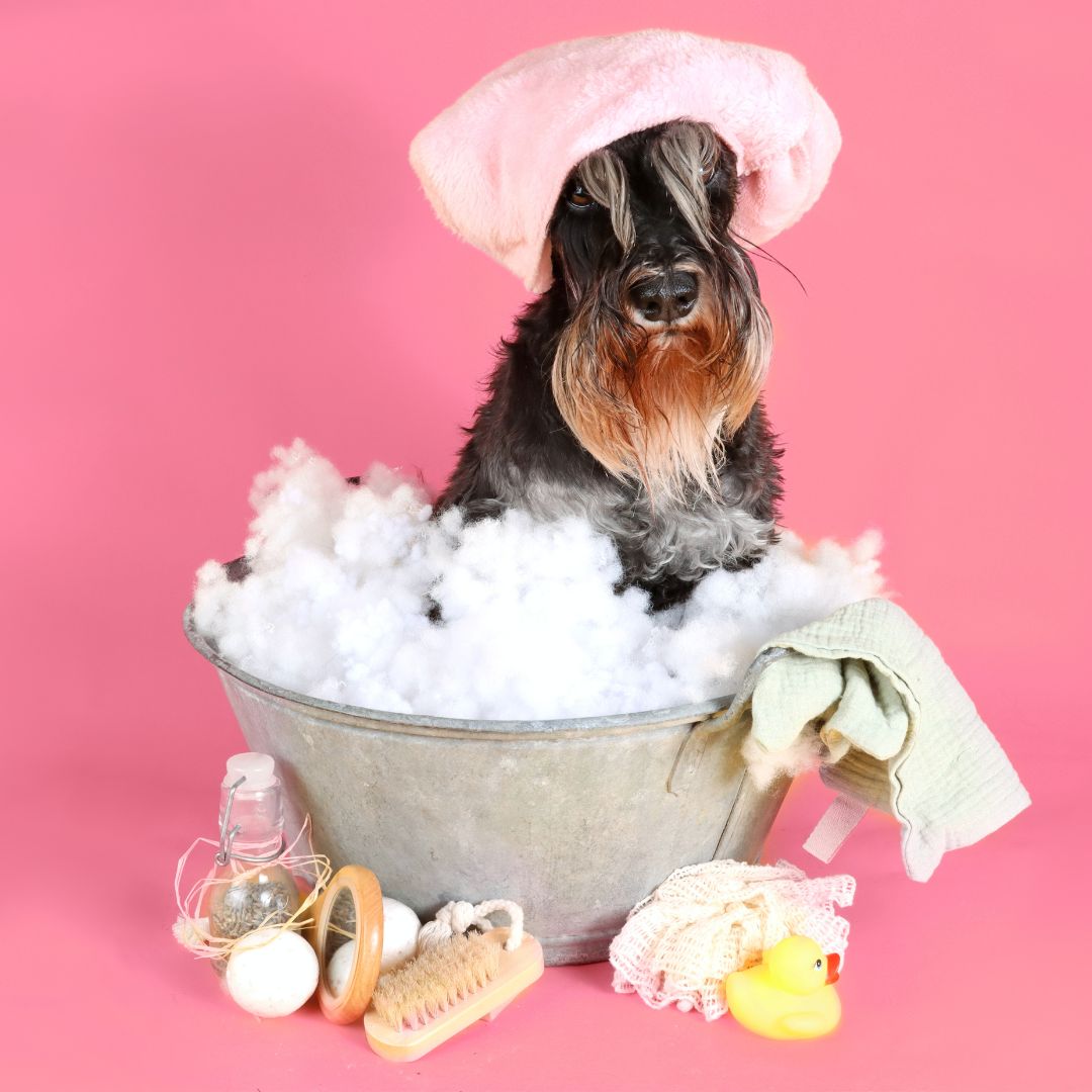 Images Vet & Cie Brossard | Vétérinaire indépendant & québécois, Toilettage, Parc canin, Urgences chiens et chats | Montérégie
