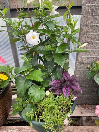 Images Mary's Greenhouse