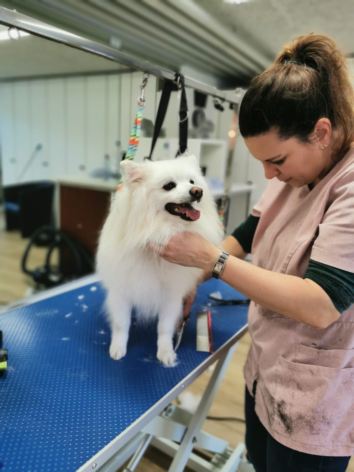 Bilder HUND UM by Sabrina Vogt