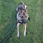 Images Pawsitive Dog Training by Juan Velarde