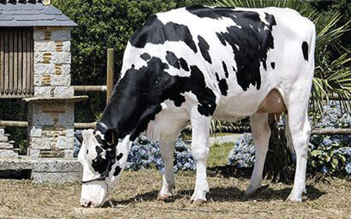 Images Xenética Fontao S.A.