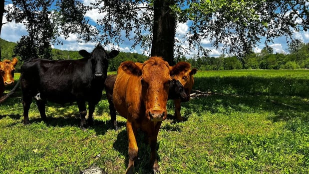 Images Sean Crider - State Farm Insurance Agent