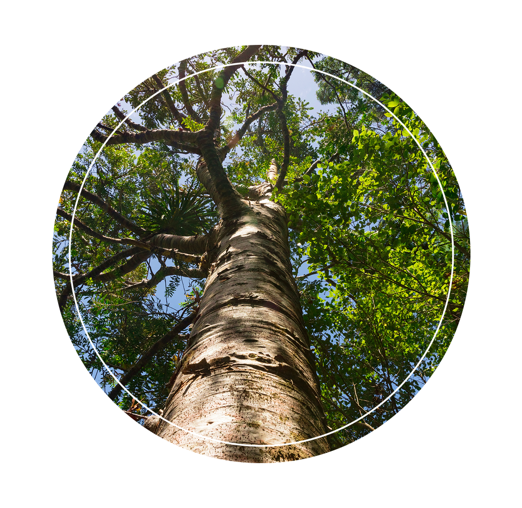 A bottom-up view of a tall tree.