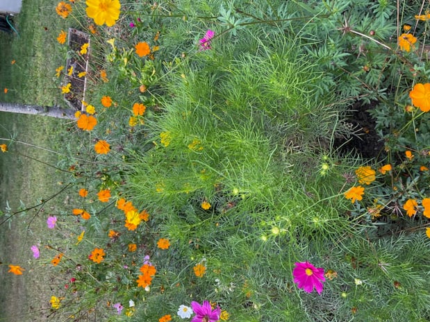 Images Greenleaf’s Garden Design