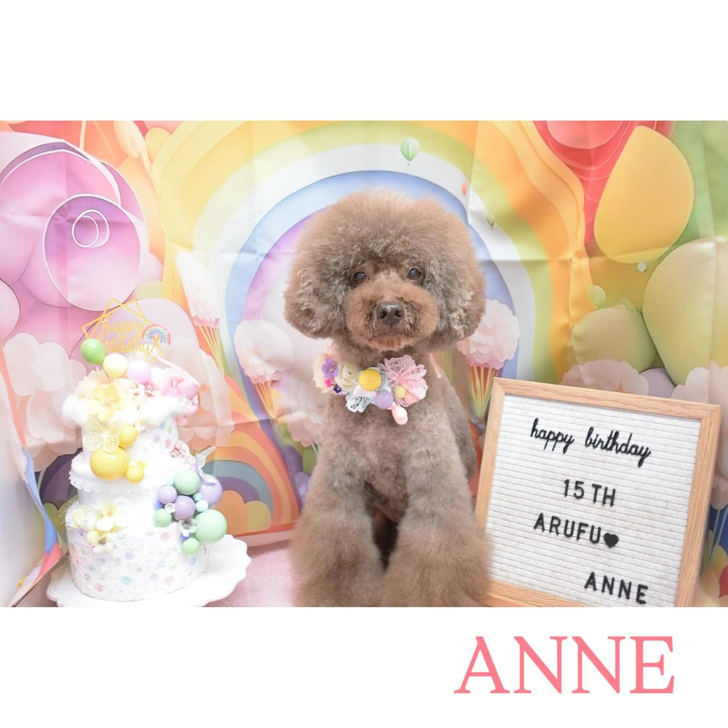 Images わんわんスタイルANNE