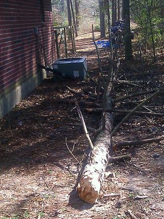 Images TNT Tree Service