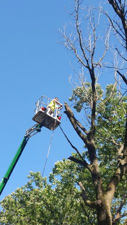 Images Twin Cities Tree Care Professionals